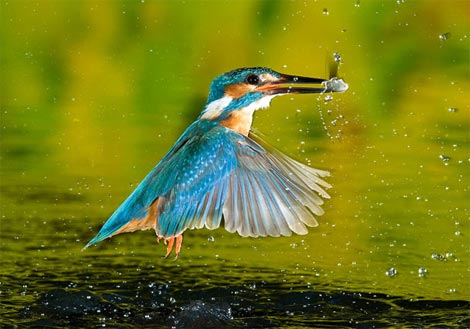 Picture 5 of Funny kingfisher