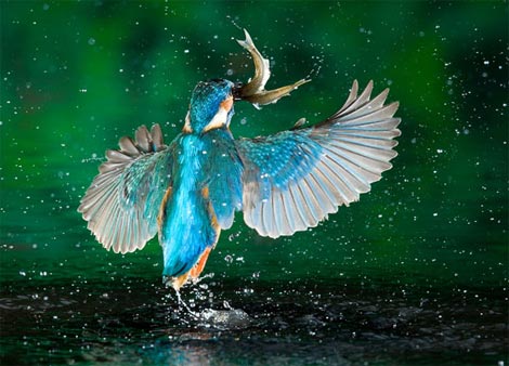 Picture 6 of Funny kingfisher