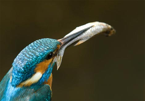 Picture 7 of Funny kingfisher