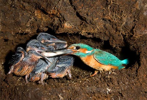Picture 8 of Funny kingfisher