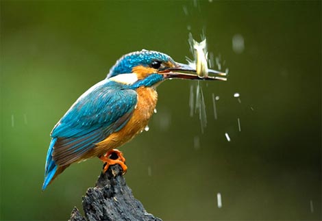 Picture 9 of Funny kingfisher