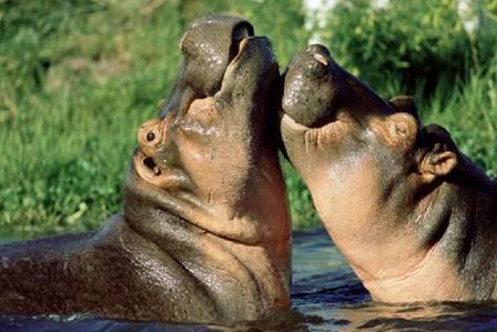 Picture 8 of Funny moments of animals (cont'd)