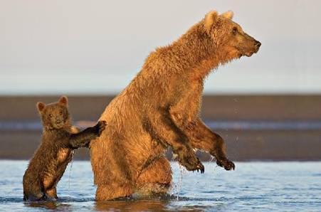 Picture 9 of Funny moments of animals (cont'd)