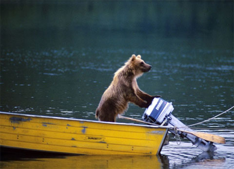 Funny moments of animals images 1