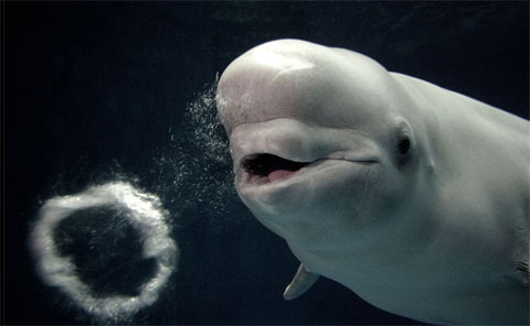 Funny moments of animals images 3