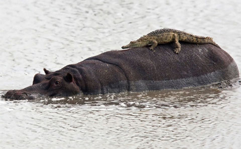 Funny moments of animals images 5
