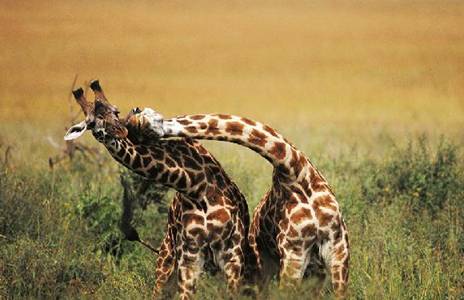 Picture 9 of Funny moments of animals