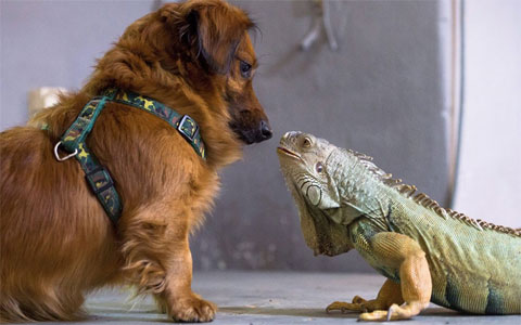 Funny moments of animals images 9