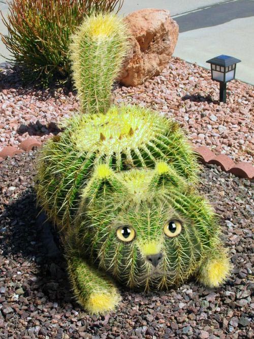 Picture 17 of Funny pictures from animals and plants