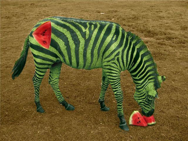 Picture 19 of Funny pictures from animals and plants