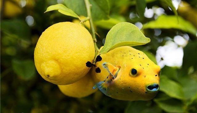 Picture 22 of Funny pictures from animals and plants