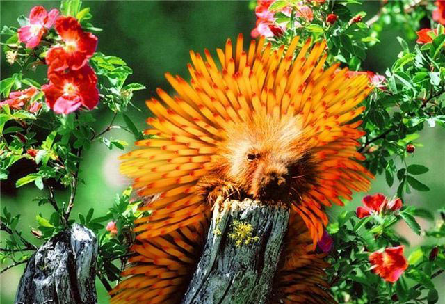 Picture 26 of Funny pictures from animals and plants