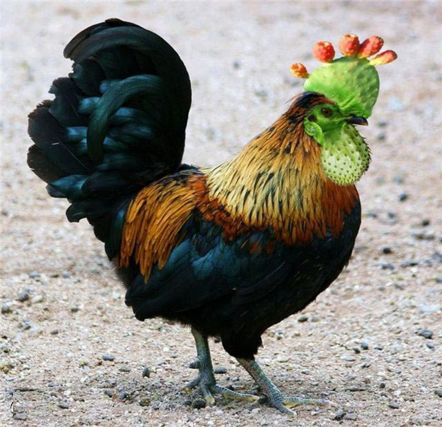 Picture 27 of Funny pictures from animals and plants