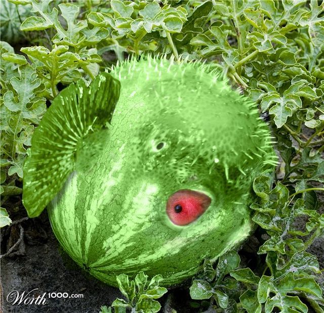 Picture 30 of Funny pictures from animals and plants