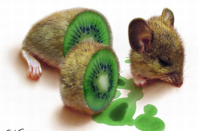 Picture 32 of Funny pictures from animals and plants