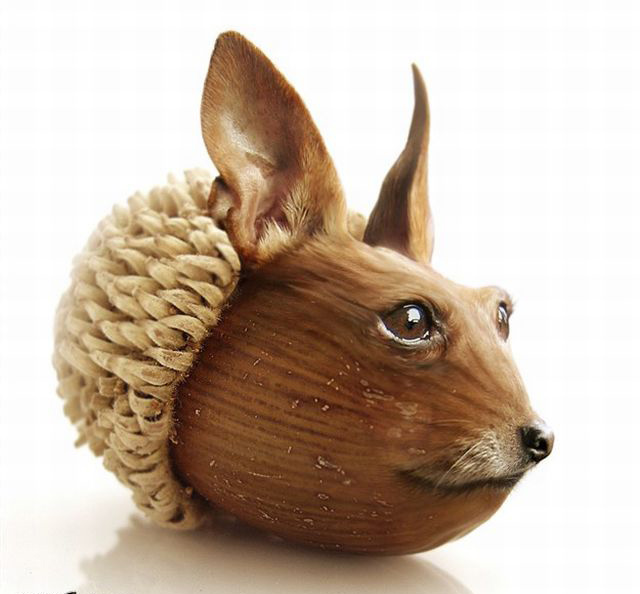 Picture 33 of Funny pictures from animals and plants