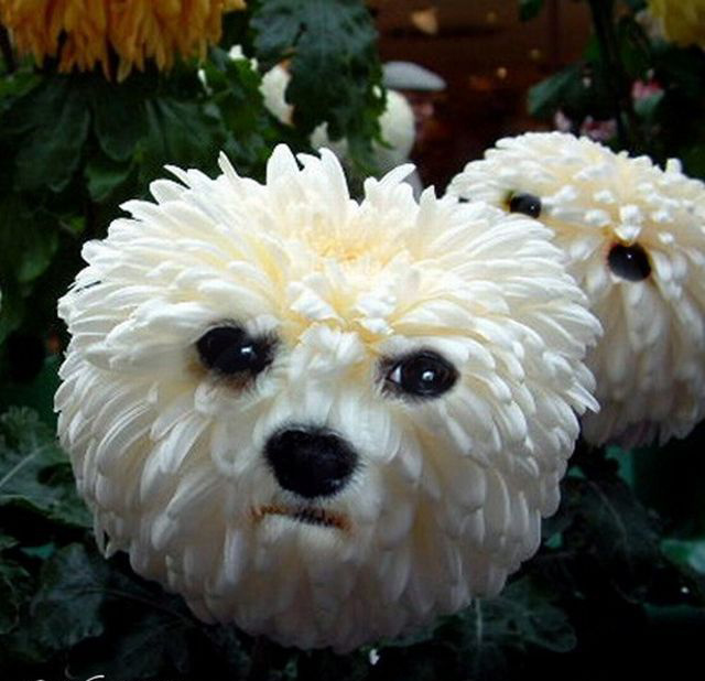 Picture 35 of Funny pictures from animals and plants