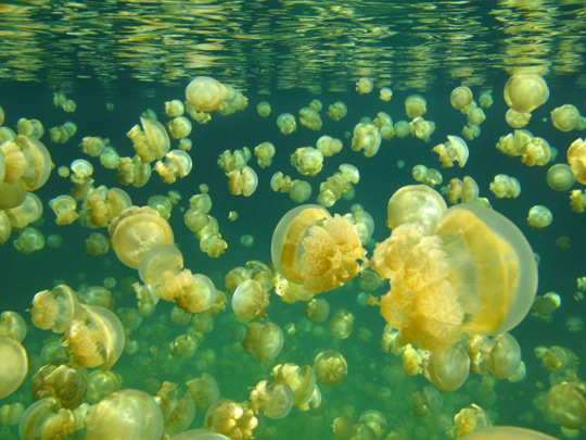 Picture 1 of Future sea will become
