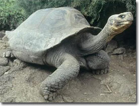 Picture 1 of Galapagos Islands - Contaminated fuel is prohibited from use