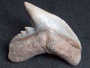 Picture 1 of Galeocerdo leopard shark cuvieri
