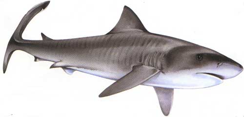 Picture 3 of Galeocerdo leopard shark cuvieri