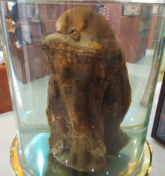 Picture 2 of Ganoderma 25kg price is estimated at nearly one billion USD