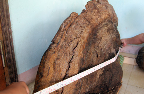 Picture 1 of Ganoderma weighs half a pound, 5 people alternate in the forest