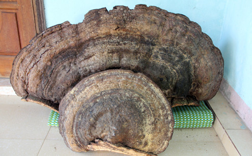 Picture 2 of Ganoderma weighs half a pound, 5 people alternate in the forest