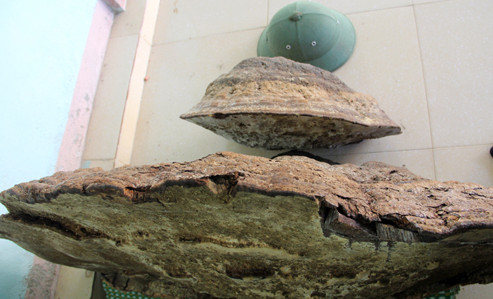 Picture 3 of Ganoderma weighs half a pound, 5 people alternate in the forest