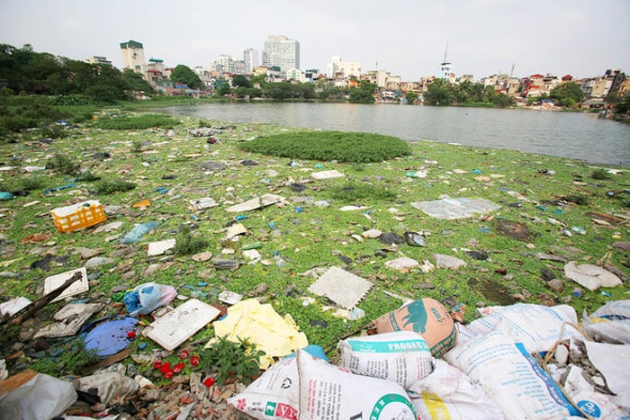 Picture 10 of Garbage and organisms expose belly on the surface of Hanoi lake