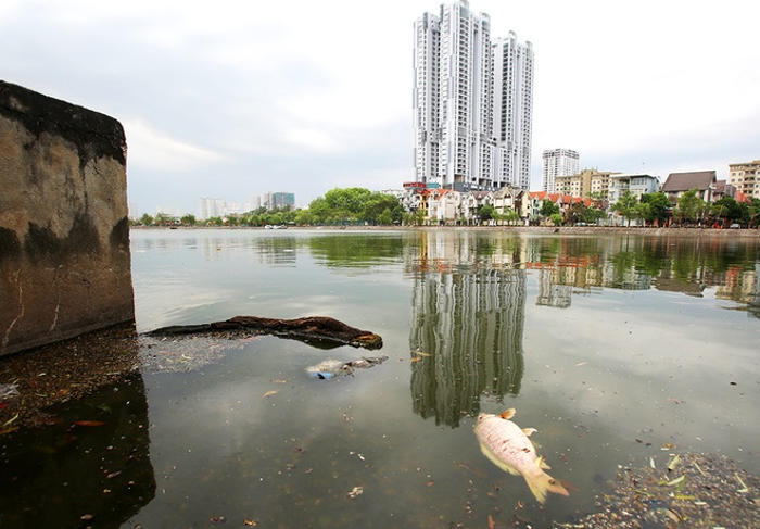 Picture 5 of Garbage and organisms expose belly on the surface of Hanoi lake