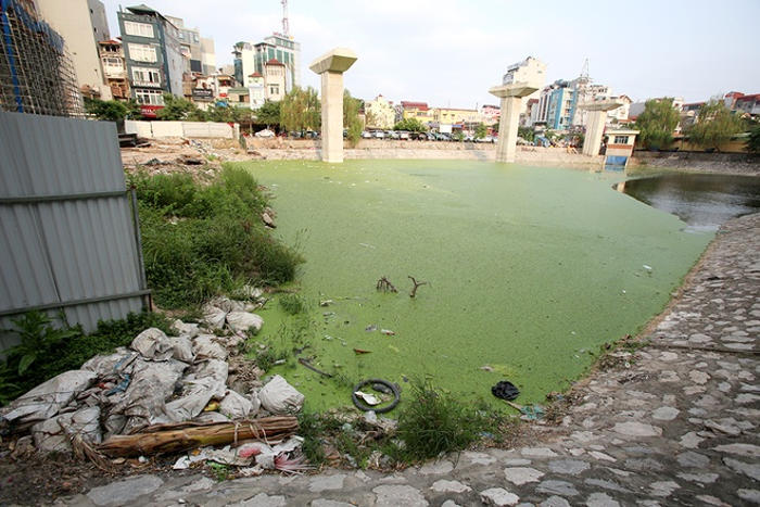 Picture 6 of Garbage and organisms expose belly on the surface of Hanoi lake
