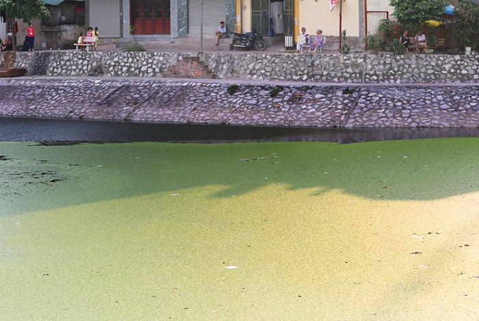 Picture 7 of Garbage and organisms expose belly on the surface of Hanoi lake