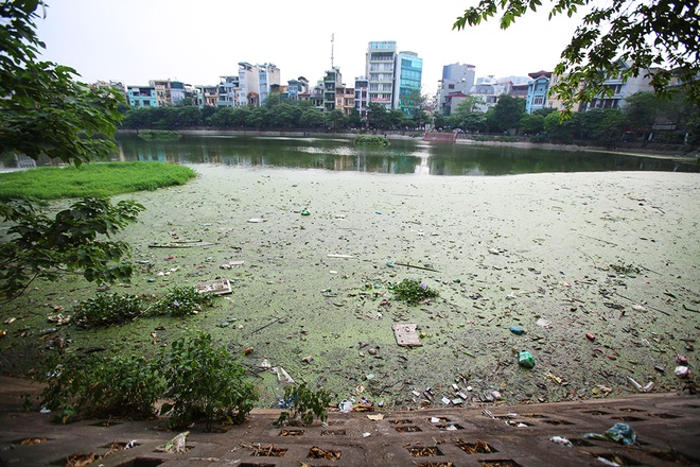 Picture 8 of Garbage and organisms expose belly on the surface of Hanoi lake