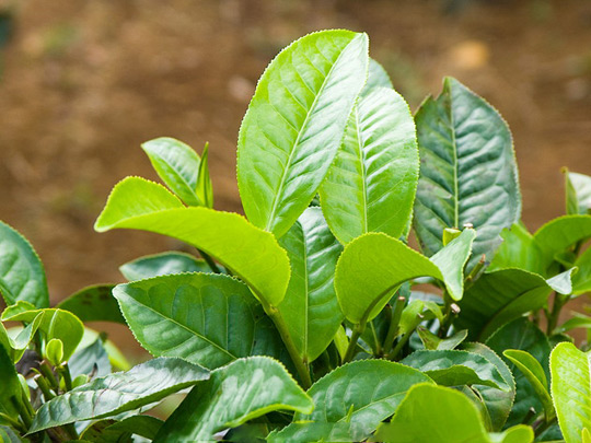 Picture 1 of Gargling with green tea leaves can prevent the flu
