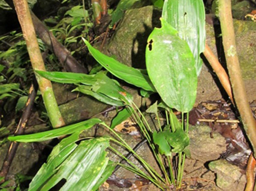 Picture 1 of Garlic is found at the highest mountain in Quang Ngai