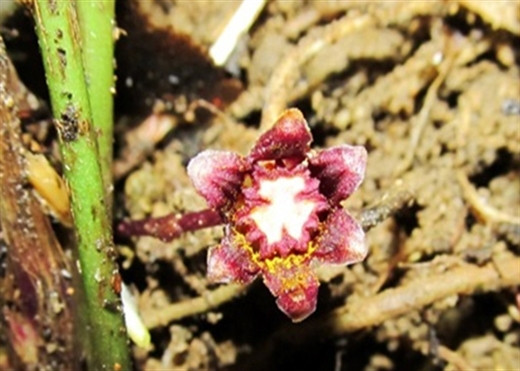 Picture 2 of Garlic is found at the highest mountain in Quang Ngai