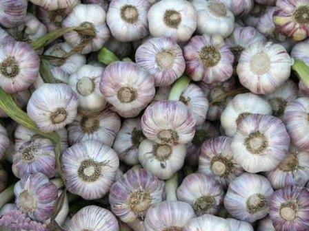 Picture 2 of Garlic - precious medicine