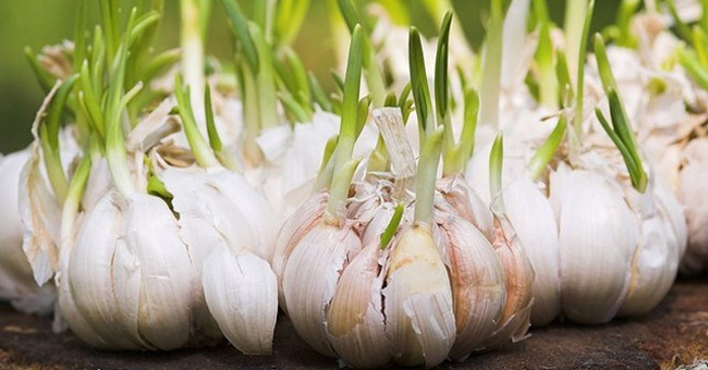 Picture 1 of Garlic sprouts - etching of cancer