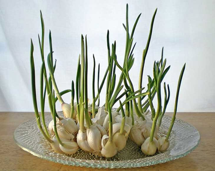 Picture 2 of Garlic sprouts - etching of cancer