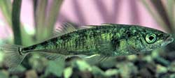 Picture 1 of Gasterosteus sticklebacks