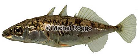 Picture 3 of Gasterosteus sticklebacks