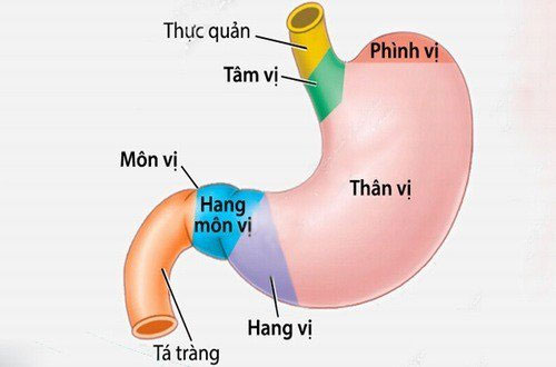 Picture 1 of Gastroenteritis: Causes, symptoms and treatment
