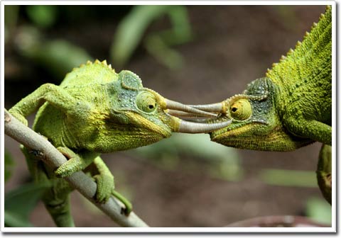 Picture 1 of Gecko change color to communicate, not to disguise