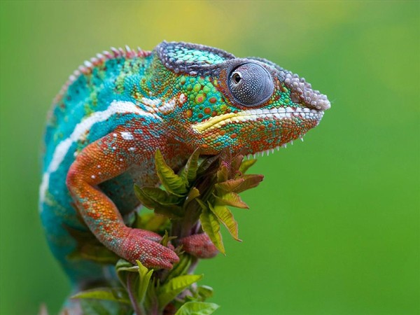Picture 1 of Gecko species have the ability to