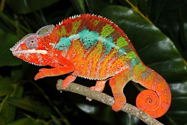 Picture 3 of Gecko species have the ability to