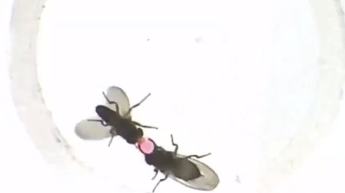 Picture 1 of Gene caused male flies to vomit 'wedding gifts' for female flies
