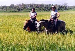 Picture 1 of Gene mutations create the aroma of jasmine rice