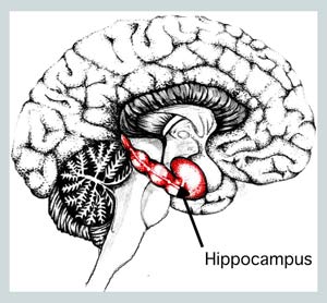 Picture 2 of Gene therapy: a new method of improving the ability to remember and learn.