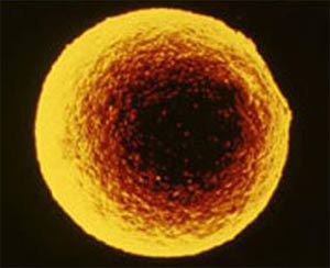 Picture 1 of Generate stem cells from unfertilized eggs
